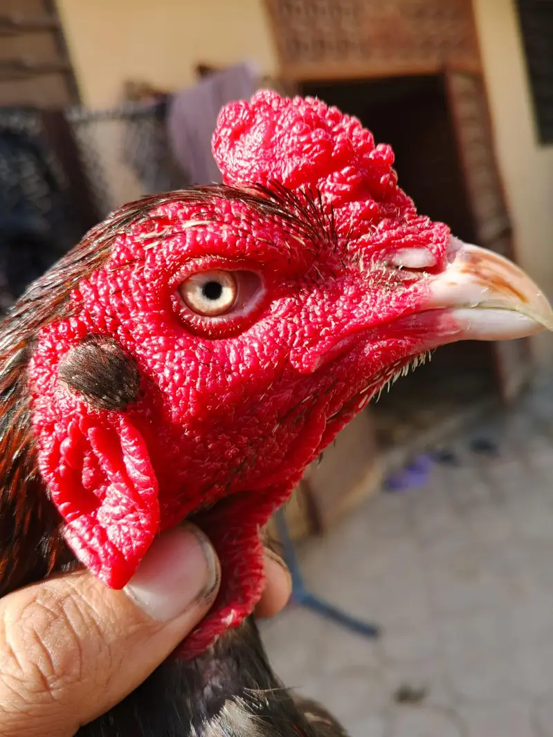 High Quality Aseel Breeder 1 Eyes. . . . . whtsap 03325434166 — photo 6