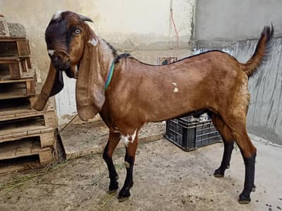 Beetal Bakra goat
