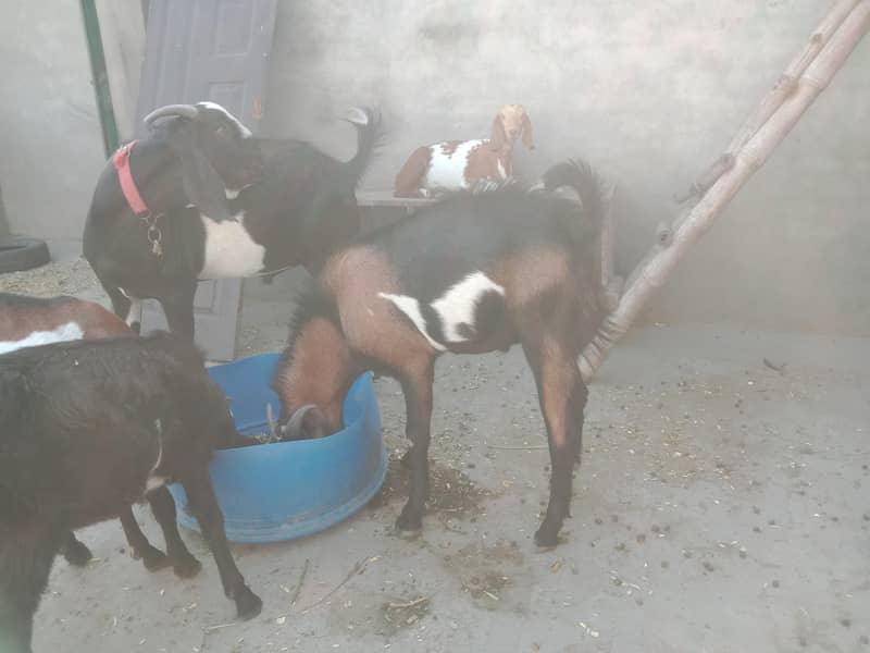 bakra 1