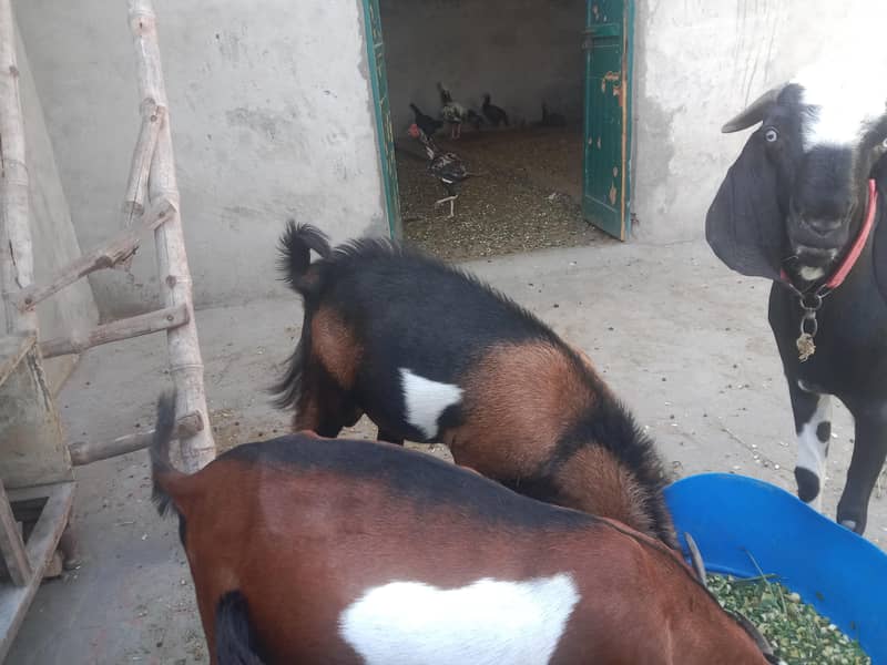 bakra 2