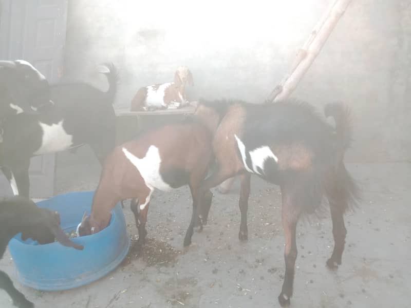 bakra 3