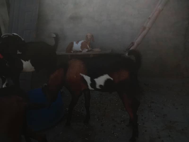 bakra 4