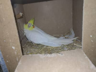 1 cocktail breeder pair and 1 piece. khumray available