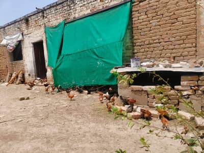 HEALTHY MISRI CHICKS FOR SALE - 50 DAYS OLD at Farm Rate