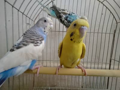 Healthy Colorful Budgies Pair for Sale – Karachi