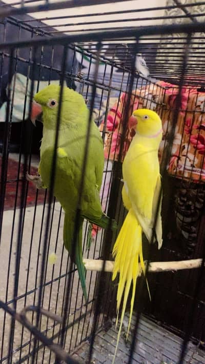yellow semi tamme talking on mood mood male with yellow split female