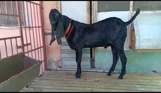 Qurbani ke liye Bakra for sale _ +03228068418