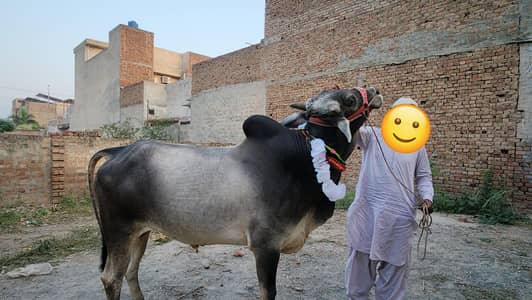 Heavy Qurbani bull for sale