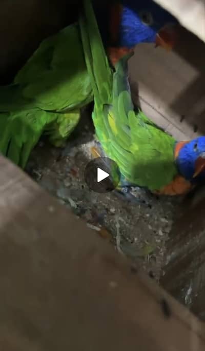 Lory breeder pair