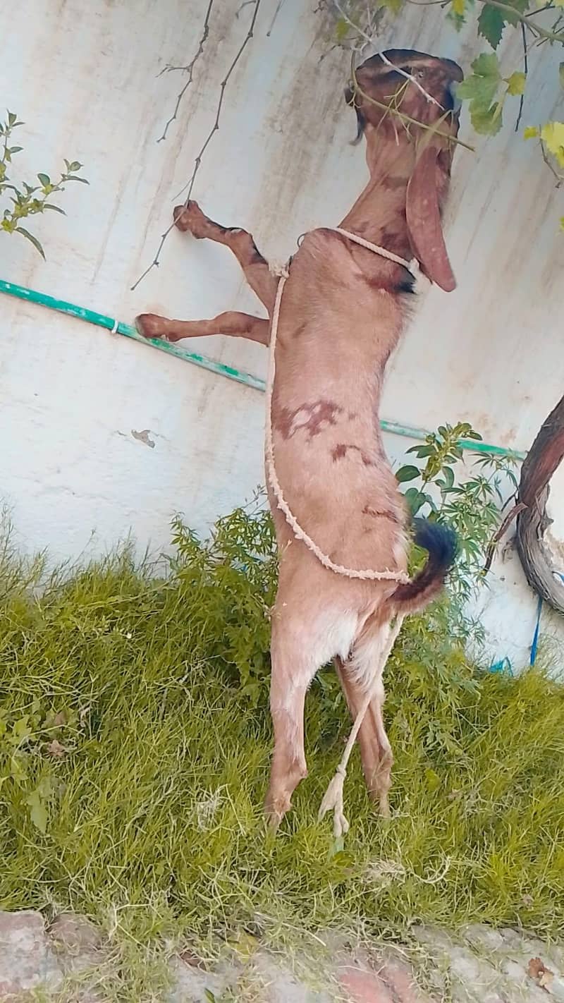 Sheera Bakra 0