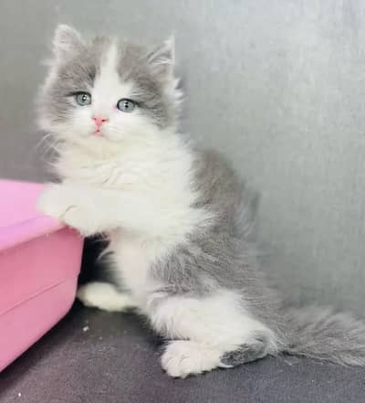 Persian kittens triple coat pair  for sale contact whatsap 03201503610