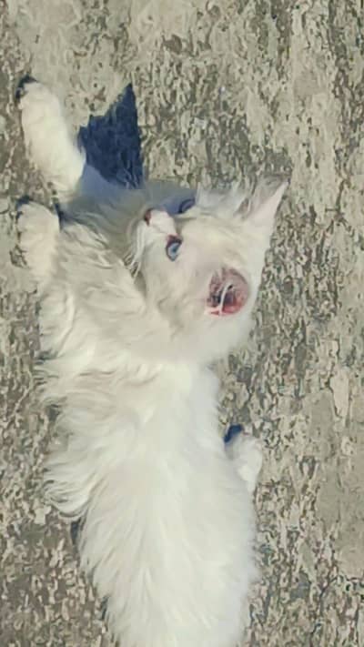 White male cat for sale full active in sky blue eyes