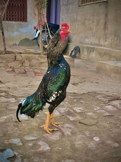saw phata