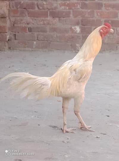 Heera Murga