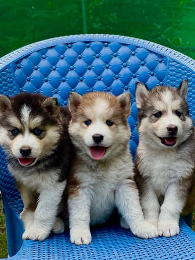 Siberian Husky Puppies Available