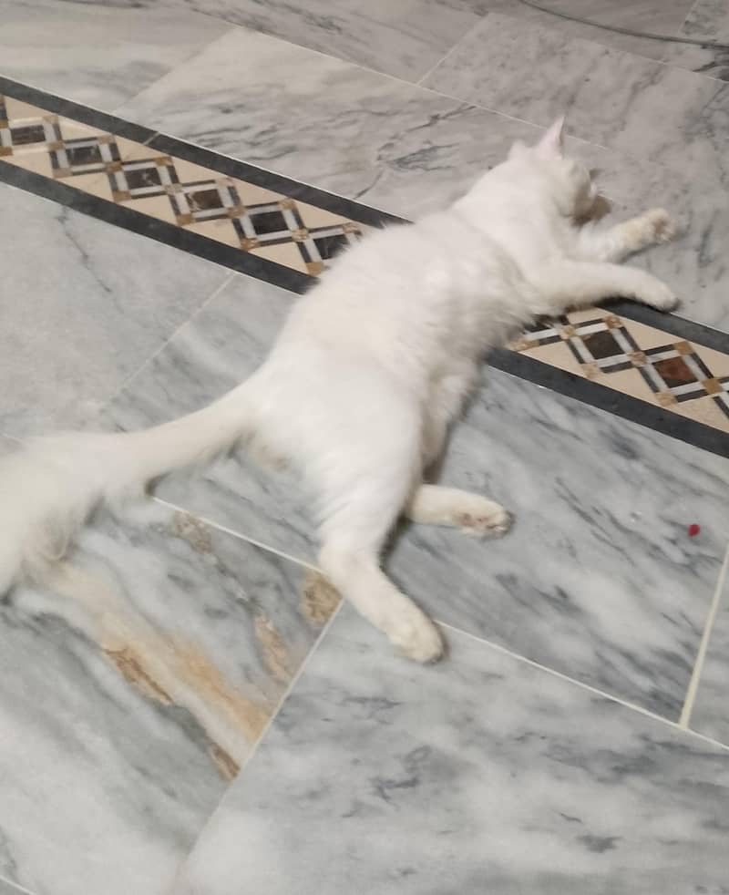 جو بھائی کو چائیے رابطہ کرے 1