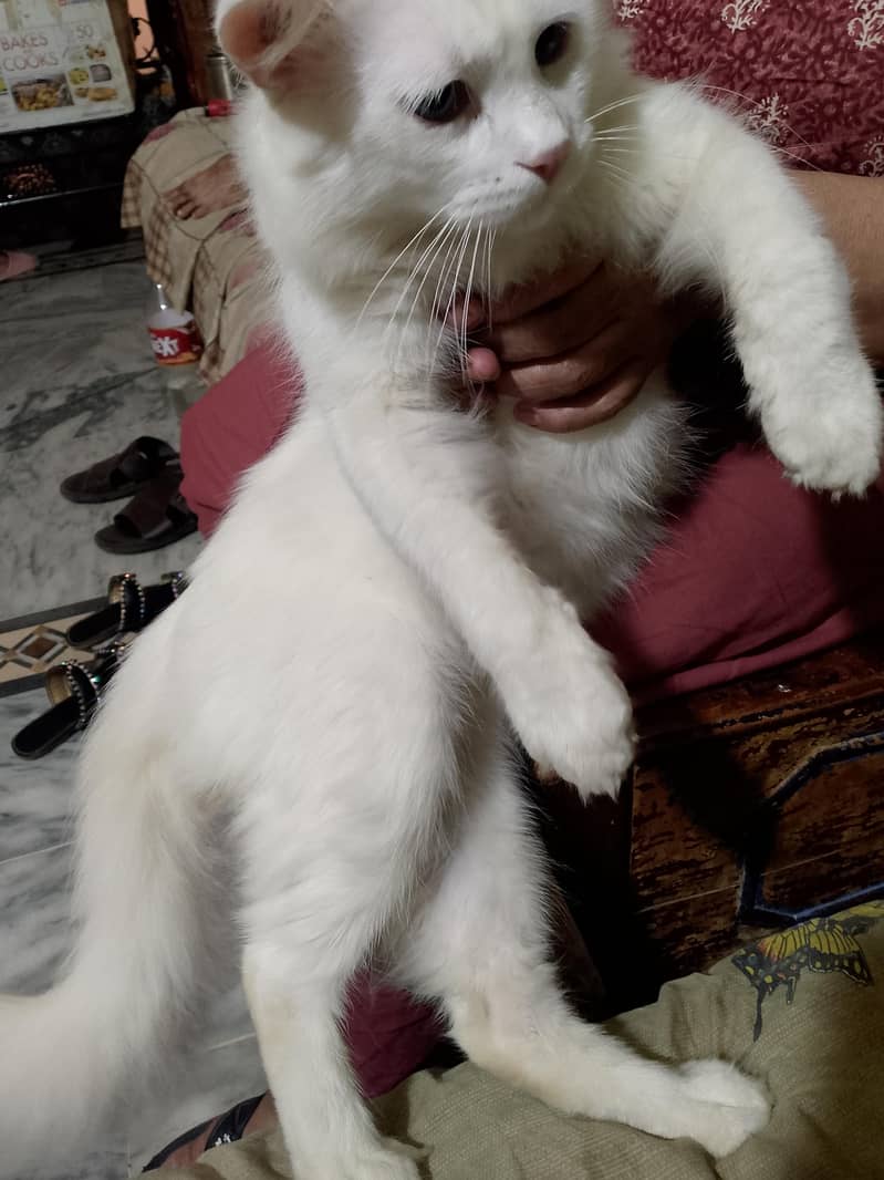 جو بھائی کو چائیے رابطہ کرے 5