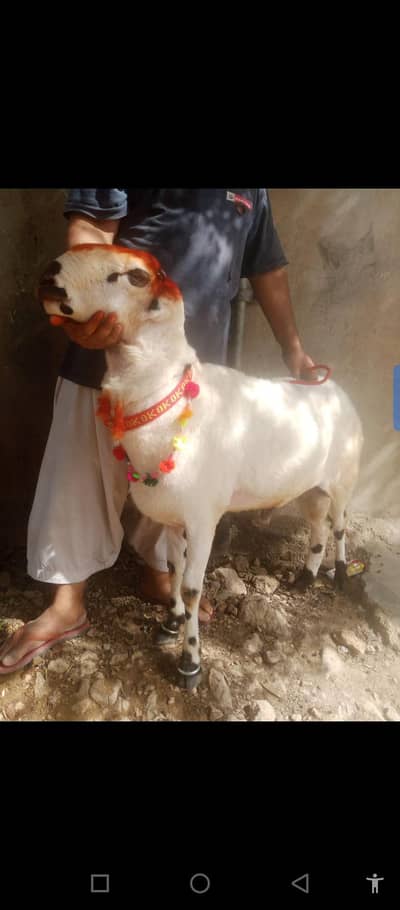 Mundra Beautiful Dumba Fresh 2 Dant for sale