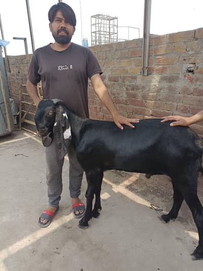 Bakra donda qurbani