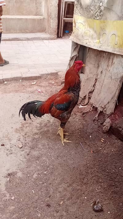 High Quality Peela Lakha Kantein Baz