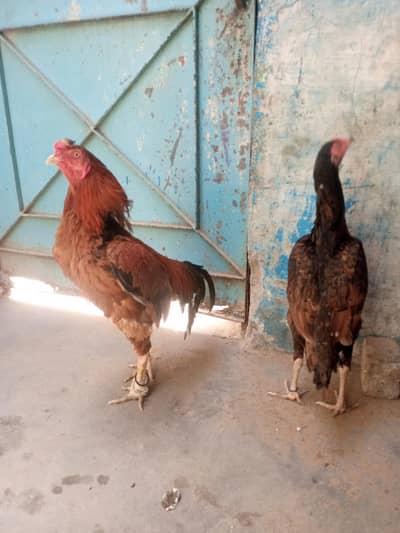 Aseel Lakha Murga/ Shajri Murgi Pair Available