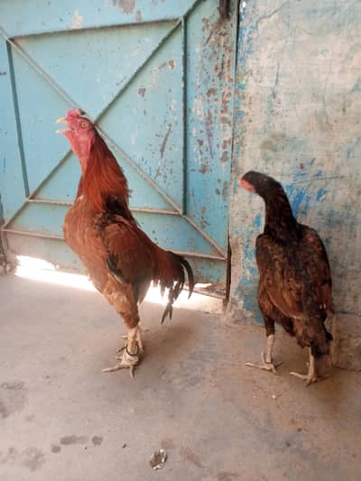 Aseel Lakha Murga/ Shajri Murgi Pair Available