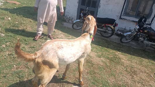 desi bakry healty and active