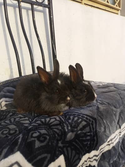 WhiteHead Black Angora bunny pair
