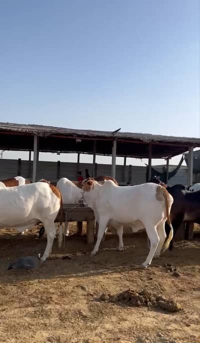 Eid u azha cows