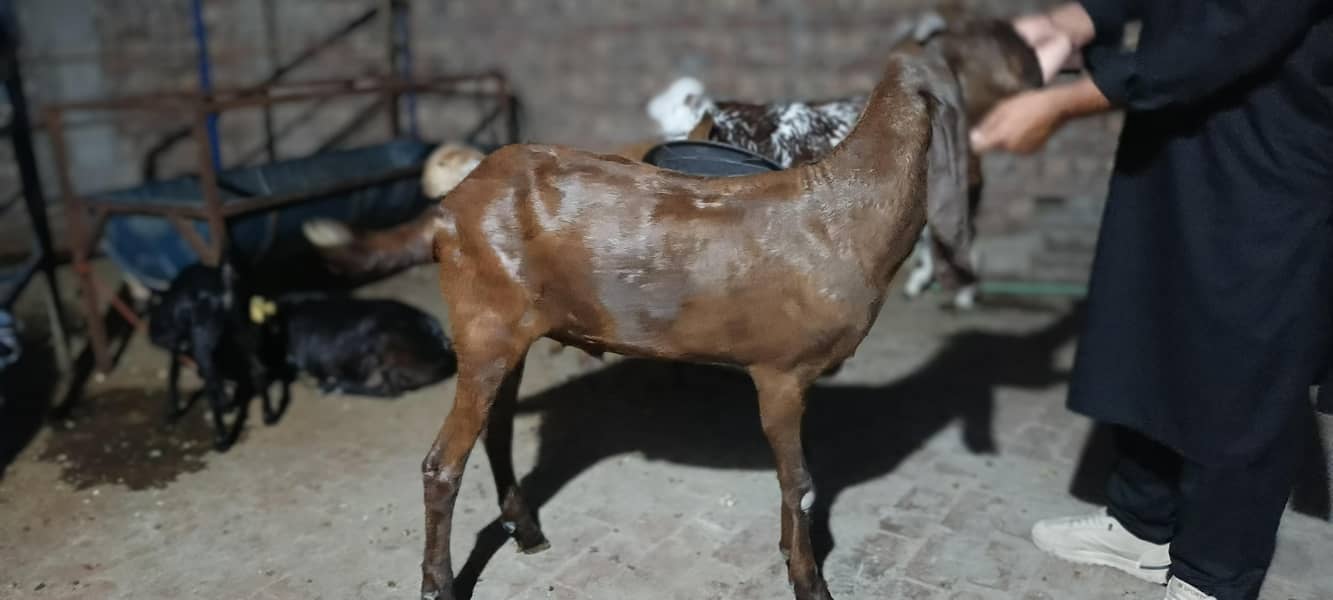 Bakra 0