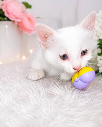 BEAUTIFUL FRESH KITTEN  FOR SALE