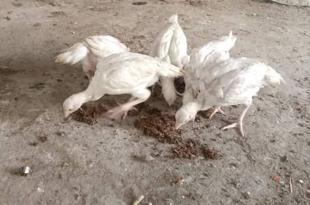 heera aseel, heera chicks