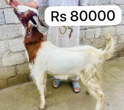 Beautiful Qurbani Janwar for Sale (Price Negotiable)
