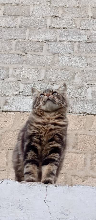 Trained male Persian cat with double coat