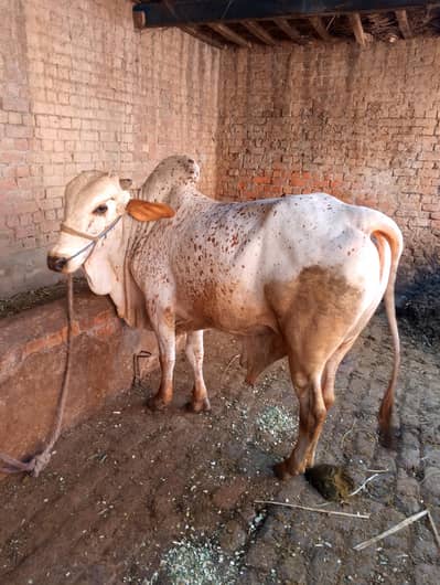 male bull