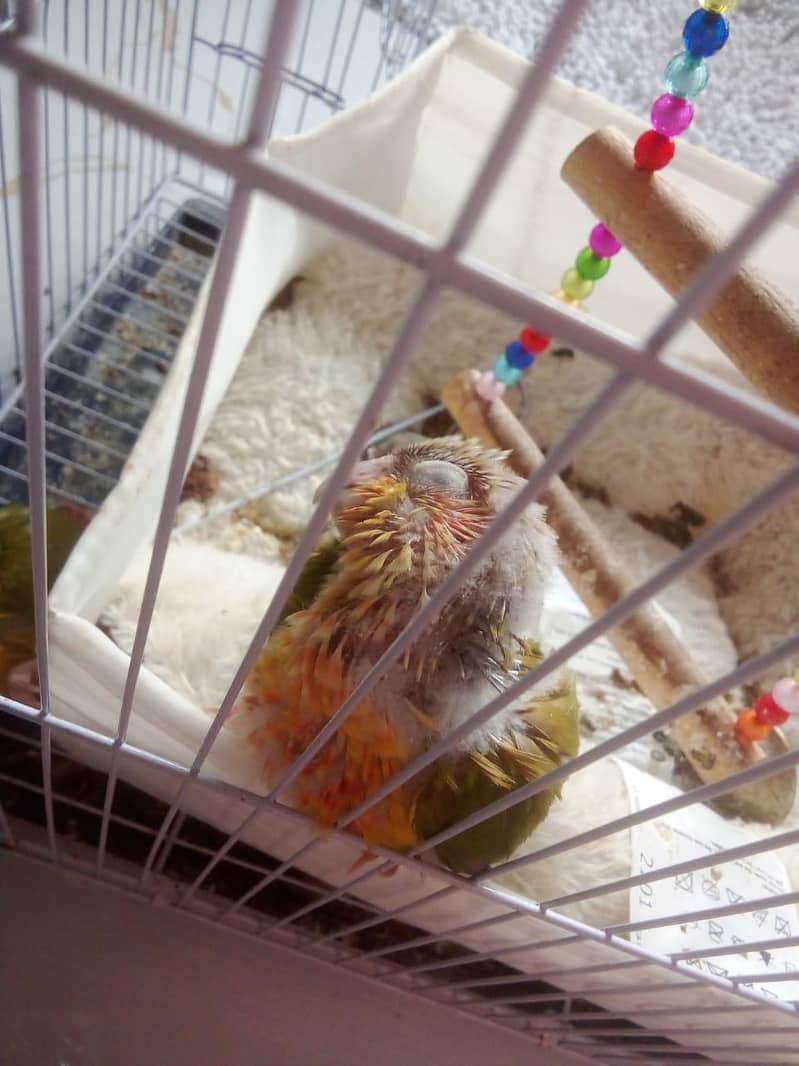 pineapple conure 0