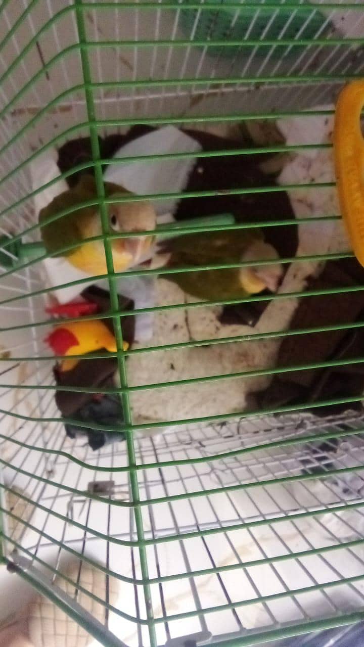 pineapple conure 1