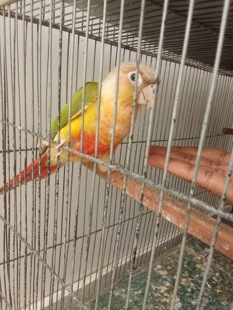 pineapple conure 2