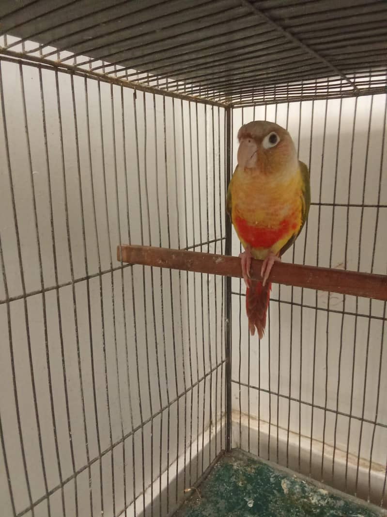 pineapple conure 3