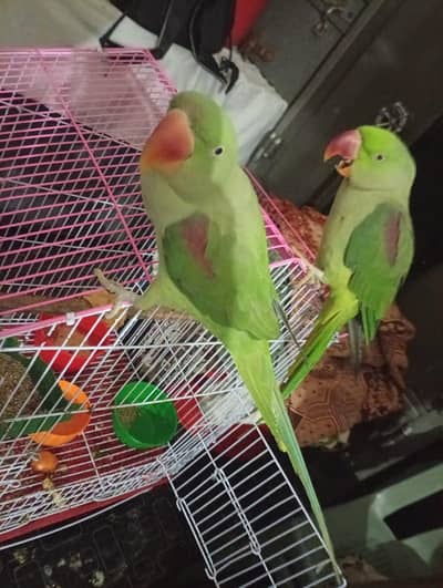 Raw parrot pair