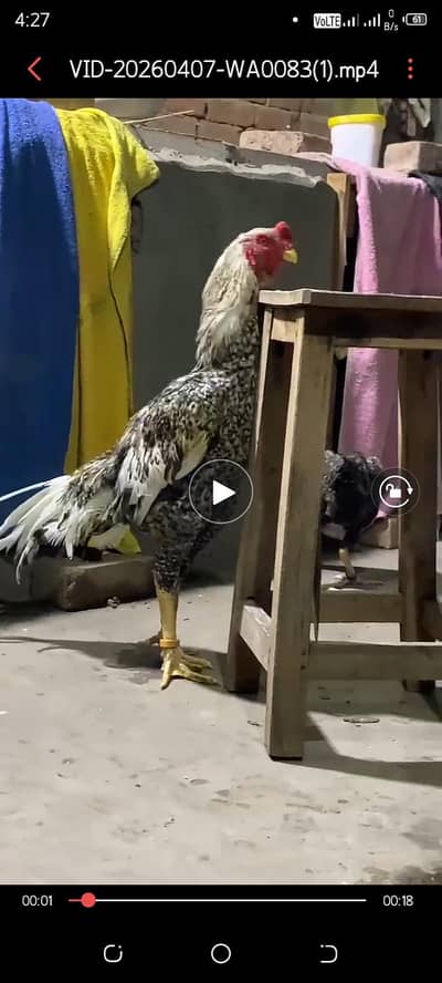 COCO SHAMO CHICKS
