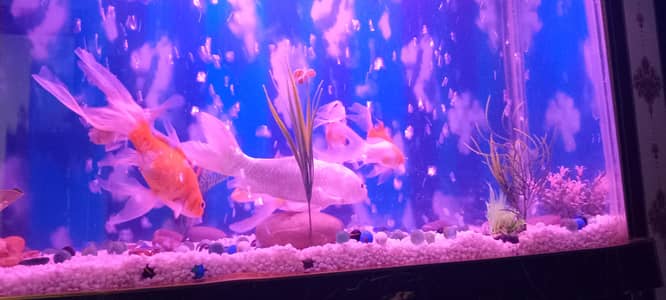 Fishes for sale