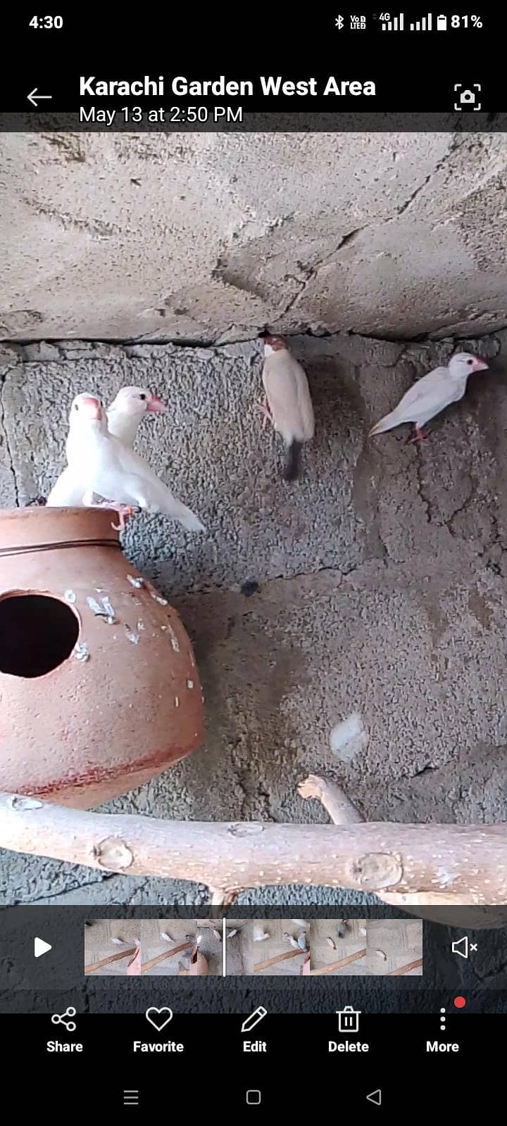 finch java birds 0