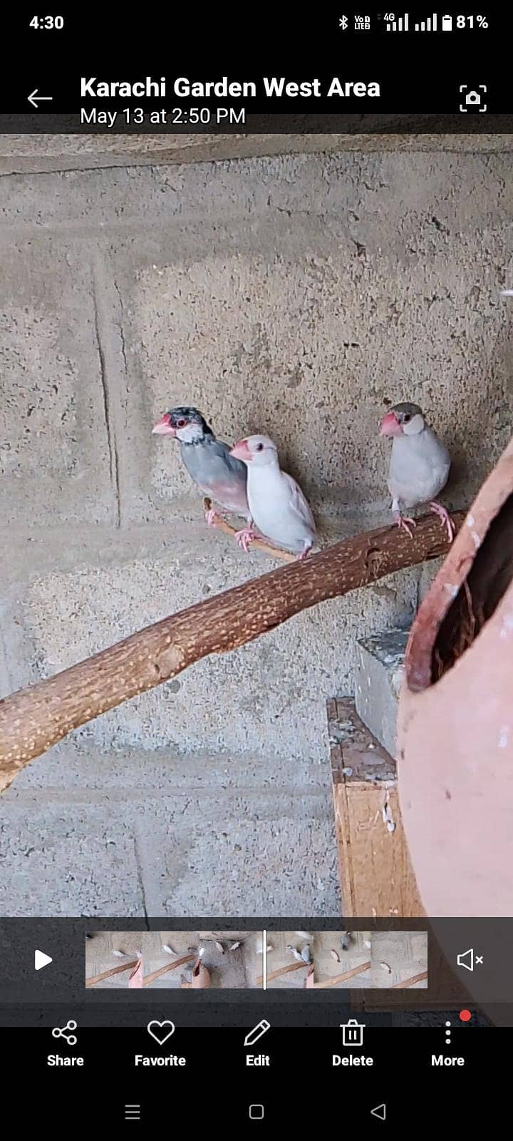 finch java birds 1