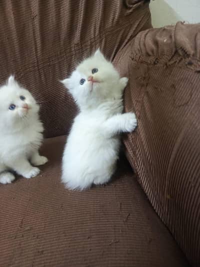 Persian kittens for sale