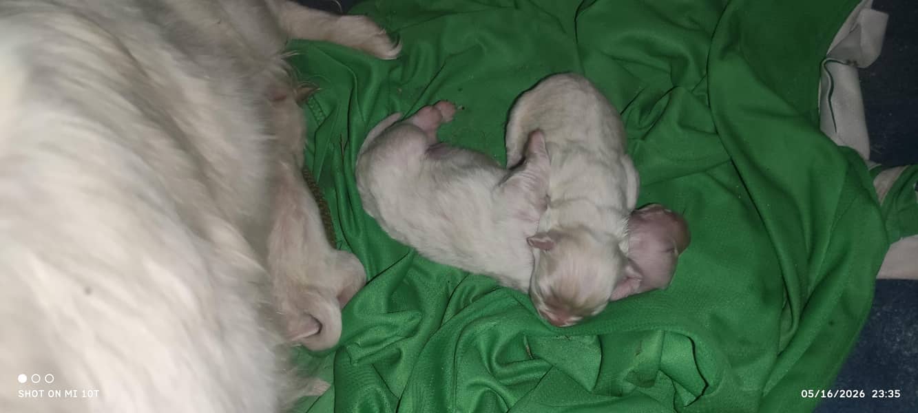 German Spitz 0