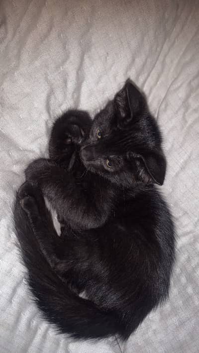 baby cat available
