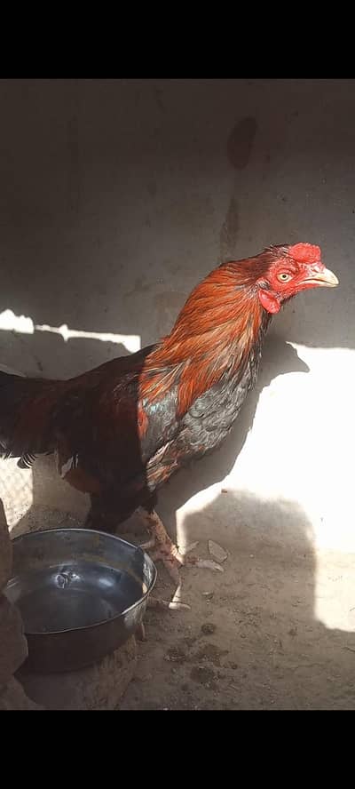 aseel Murgee for sale