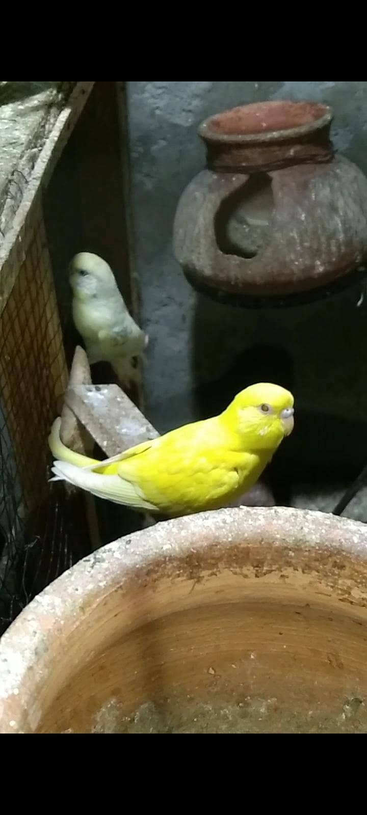 بجری پیرٹ بریڈر +پٹھے 0