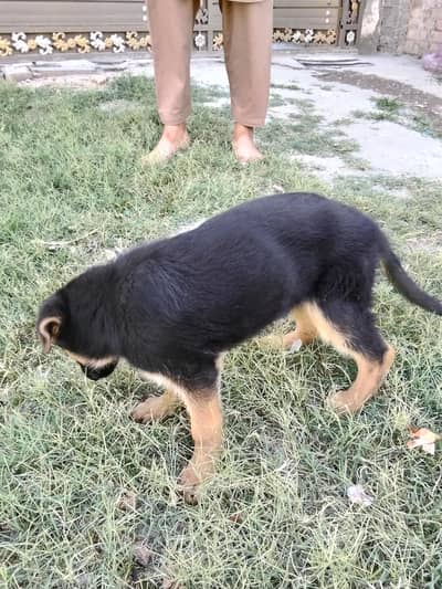 German shepherd female puppy